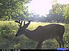 Tick Problem?????-cdy_0462.jpg