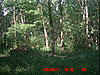 A few pics w/ a new fawn .-6-8-11-430-pm-doe-fawn.jpg