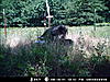 Hogs are back!-mdgc0673.jpg