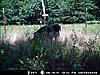 Hogs are back!-mdgc0674.jpg