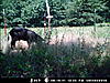 Hogs are back!-mdgc0675.jpg