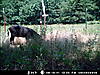 Hogs are back!-mdgc0676.jpg