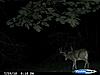 Help Can you Age this Buck ?-super-wide-9pt.jpg