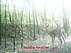 Is this buck out f velvet?-mdgc0163.jpg