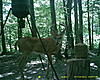 Young deer but still curious!!-30-.jpg