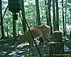Young deer but still curious!!-24-.jpg
