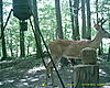 Young deer but still curious!!-22-.jpg