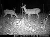 Doe pics-mdgc0586.jpg
