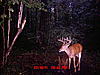 Finally they start to show up!!-horse-shoe-10-13-.jpg