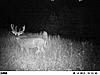 big brow tined buck-072.jpg