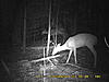 more massachusetts bucks-pict0034.jpg