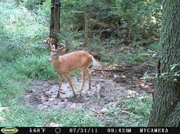 Name:  buck 11 005 -1.jpg
Views: 93
Size:  17.6 KB