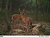 Couple Eastern Panhandle Bucks..added 9/4-pict0868web.jpg