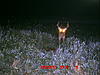 They are getting less spooked but still camera shy-buck4.jpg