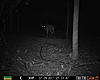 NY Brute-richie-summer-trail-cam-2-793.jpg