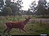 2011 Trail camera pictures.-cdyi0034.jpg