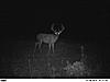 2011 Trail camera pictures.-pict0018-2-.jpg