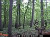 2011 Trail camera pictures.-pict0004.jpg