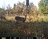 Game Cam Review-prms0406.jpg