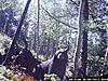 Post your Trail camera pictures!!-18.-hs2.jpg