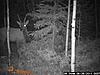Post your Trail camera pictures!!-wgi_0007.jpg