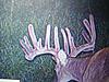  2009 Hunting Net Trail camera pictures-trail-camera-6.jpg