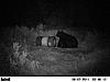 Here are some nice Bears-pict0790.jpg