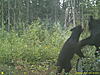 Here are some nice Bears-sunp0058-2-.jpg