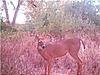 trail cam pics-3-hit-list.jpg