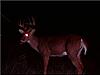 trail cam pics-getattachment.aspx.jpg