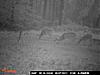 2011 Trail Cam Pics SHOCKER!-trail-cam-2011-6.jpg