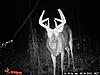 Any idea what this 8 point would score in at?-pict0027.jpg