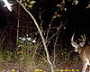 2011 Trail camera pictures.-sunp0004.jpg