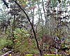 2011 Trail camera pictures.-sunp0006.jpg