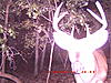 2011 Trail camera pictures.-icam0001.jpg