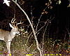 Couple Georgia Mountain Bucks-sunp0007.jpg