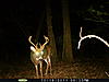 Finally Got a Decent Buck (pic)-pict0263.jpg