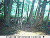 Trail Cam Pic's-016.jpg