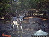 2011 Trail camera pictures.-goliath5.jpg