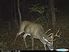 2011 Trail camera pictures.-8pt.neils.jpg