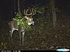 2011 Trail camera pictures.-9pt.neils.jpg