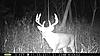 2011 Trail camera pictures.-8pt.11_3_11.jpg