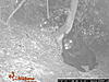 2011 Trail camera pictures.-wgi_0242.jpg