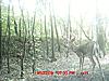  2009 Hunting Net Trail camera pictures-mdgc0163.jpg