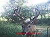  2009 Hunting Net Trail camera pictures-mdgc0019.jpg