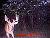  2009 Hunting Net Trail camera pictures-mdgc0031.jpg