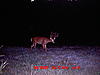  2009 Hunting Net Trail camera pictures-mdgc0031.jpg