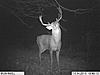 Dam scrapes.. Bucks galore!!! 2012 edition-im000025.jpg