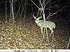 buck I call splitter-pict0015.jpg