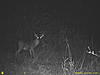 2011 Trail camera pictures.-sunp0008.jpg